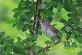 <p>PĚNICE VLAŠSKÁ (Sylvia nisoria) ---- /Berred warbler - Sperbergerasmücke/</p>